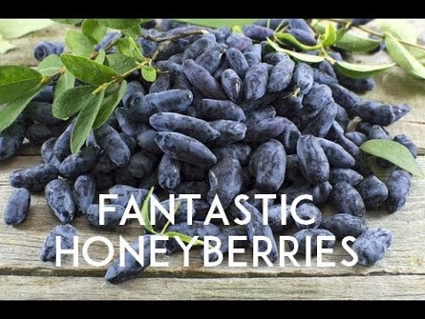 Honeyberry Growing Tips: Hoe Honeyberries in potten te laten groeien