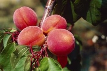 Plum Tree Fruit Spray: wanneer pruimenbomen voor insecten moeten worden gespoten