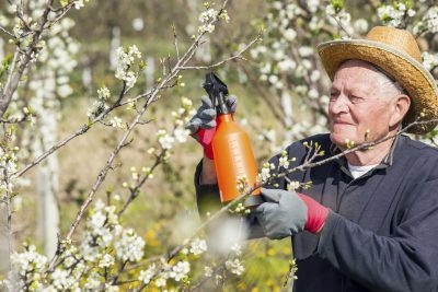 Plum Tree Fruit Spray: เมื่อต้องฉีดพ่น Plum Trees สำหรับแมลง