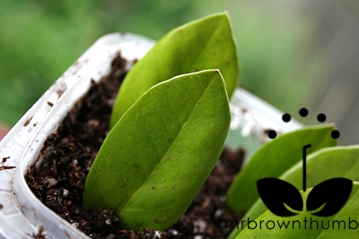 ZZ植物の葉の挿し木– ZZ植物を繁殖させるためのヒント