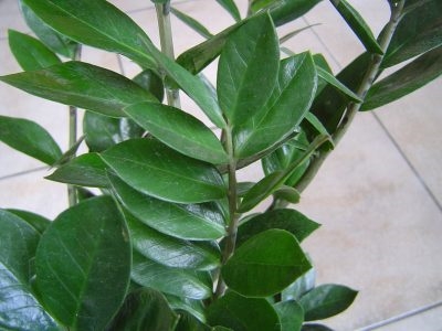 Estacas de folhas de plantas ZZ - Dicas para propagar plantas ZZ