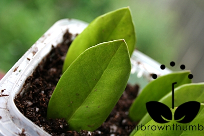 ZZ-växtbladstickor - Tips för att föröka ZZ-växter