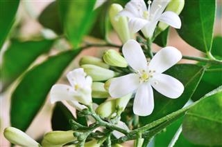 Was ist Orangenjasmin? Erfahren Sie mehr über Orangenjasminpflege