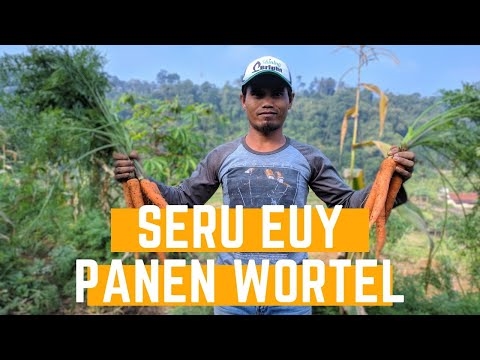 Informasi Pohon Wortel: Tips Perawatan Pohon Wortel Dalam Bentang Alam