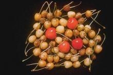 X Disease Of Cherries - Wat is Cherry Buckskin Disease