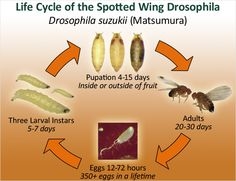 Control de Drosophila alada manchada: aprenda sobre las plagas de Drosophila alada manchada