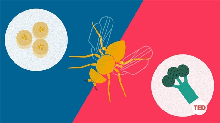 Täpiliste tiibadega Drosophila tõrje: saate teada täpiliste tiibadega Drosophila kahjurite kohta