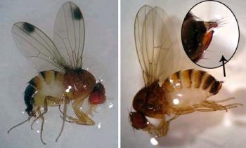 Plankumainā spārnotā Drosophila kontrole: uzziniet par plankumainajiem spārnotajiem Drosophila kaitēkļiem
