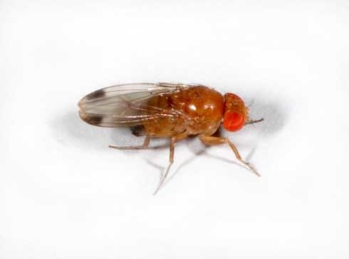 Kawalan Drosophila Bersayap Spotted: Ketahui Mengenai Hama Drosophila Bersayap Spotted