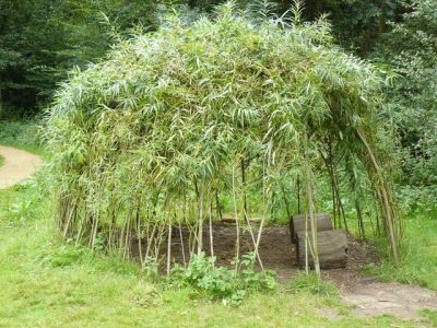 Budování životních vrbových struktur: Tipy pro údržbu vrbového dómu