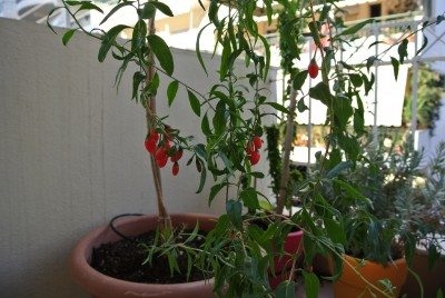 Pottide Goji marjad: Goji marjade kasvatamine konteinerites