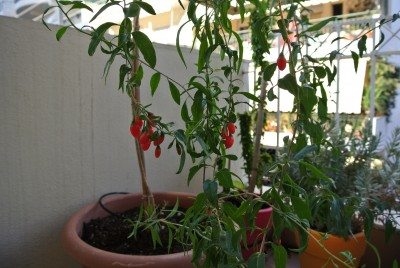 פירות יער של גוג'י בעציץ: גידול פירות יער של גוג'י במכולות