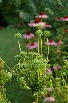 Phytoplasma livscyklus - hvad er phytoplasma sygdom i planter