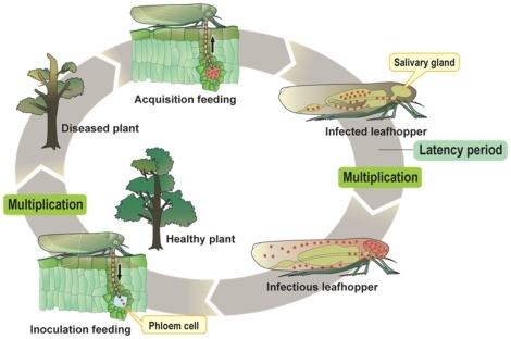 Cycle de vie du phytoplasme - Qu'est-ce que la maladie phytoplasme chez les plantes