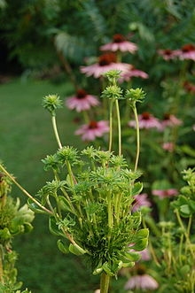 Vòng đời của Phytoplasma - Bệnh Phytoplasma ở thực vật là gì