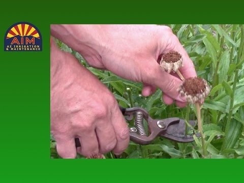 Container Grown Shasta - Φροντίδα για φυτά Shasta Daisy σε γλάστρες