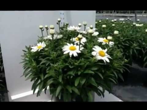 Container Grown Shasta - Prendersi cura di Shasta Daisy Plants In Pots