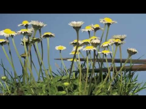 Container Grown Shasta - Merawat Tanaman Daisy Shasta Di Pot