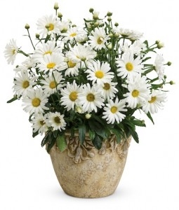 Container Grown Shasta - Zorg voor Shasta Daisy Plants in potten