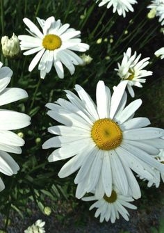 Container Grown Shasta - Omsorg for Shasta Daisy-planter i potter
