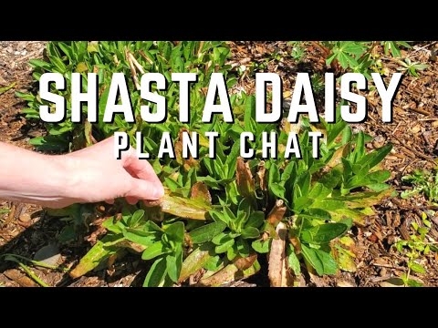 Container Grown Shasta - Îngrijirea plantelor Shasta Daisy în ghivece