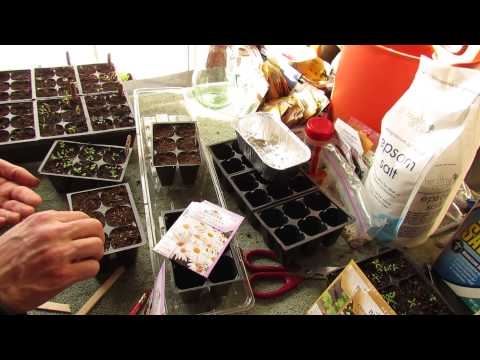 Container Grown Shasta - Skrb za rastline Shasta Daisy v lončkih