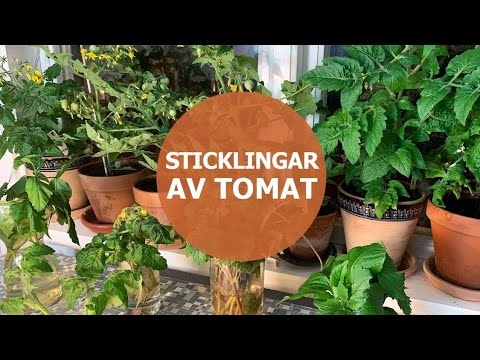 Behållare odlad Shasta - Sköter om Shasta Daisy växter i krukor
