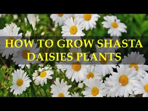 Container Grown Shasta - การดูแลพืชเดซี่ชาสต้าในกระถาง