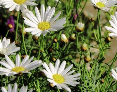 Konteyner Yetiştirilen Shasta - Saksılarda Shasta Papatya Bitkileri Bakımı