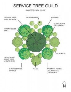 Baumgilde Permakultur - Wie man eine Baumgilde pflanzt