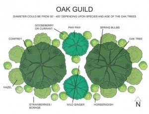 Tree Guild Permaculture - Como plantar uma árvore Guild