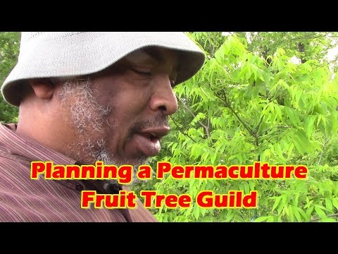 Permaculture Tree Guild - Как посадить гильдию деревьев