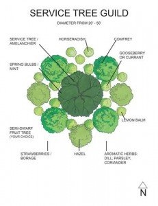 Tree Guild Permaculture - Hur man planterar en Tree Guild