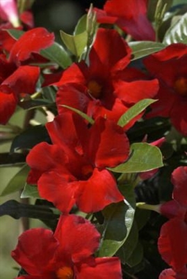 Plantas de vid de jade: información sobre el cultivo de una vid de jade rojo