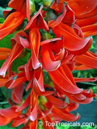 Jade Vine Plants: Informasi Tentang Menanam Vine Jade Merah