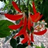 Rastliny Jade Vine: Informácie o pestovaní Red Jade Vine