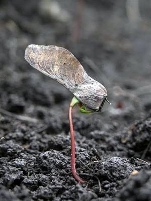 Wachsen von Alpenveilchen aus Samen: Erfahren Sie mehr über die Vermehrung von Alpenveilchensamen