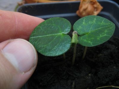 Growing Cyclamen From Seed: Lær mer om Cyclamen Seed propagation