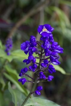 Menyebarkan Jahe Biru: Kiat Menanam Tanaman Jahe Biru