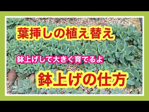 ブルージンジャーの繁殖：ブルージンジャー植物の成長に関するヒント