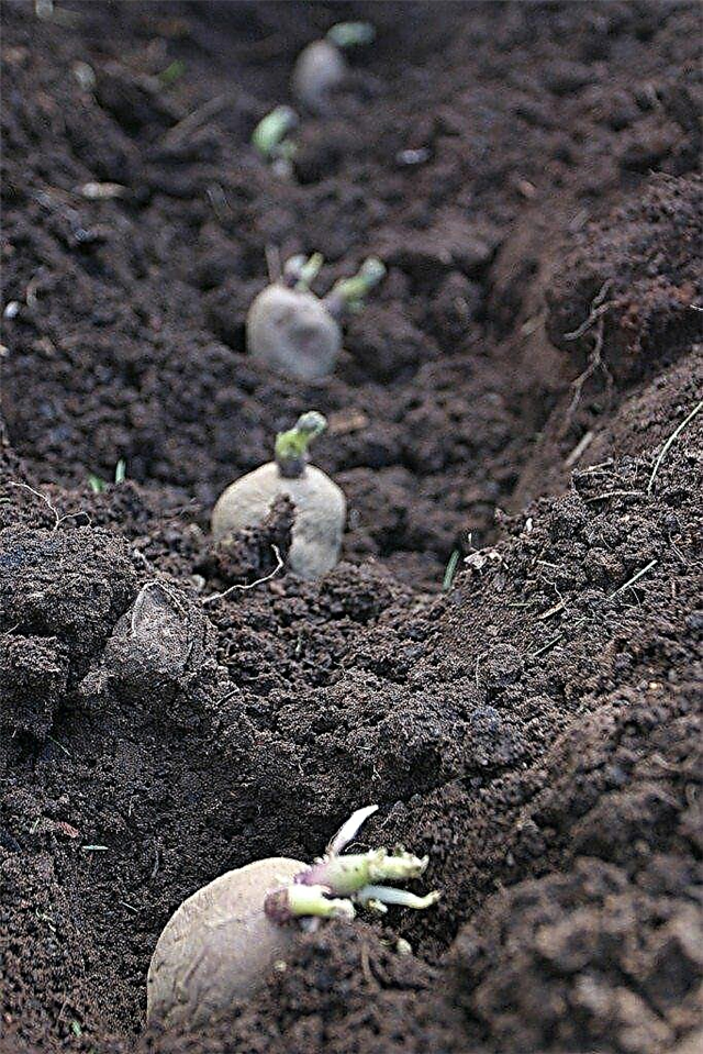 Plantar papas: aprenda qué tan profundo para plantar papas