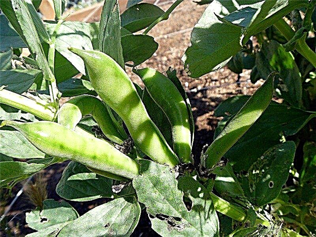 Fava ubade istutamine - kuidas aias Fava ube kasvatada