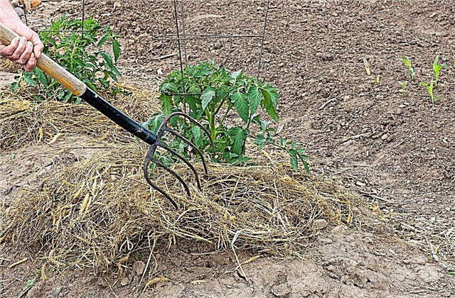 Strohmulch in Gärten: Tipps zur Verwendung von Stroh als Mulch für Gemüse
