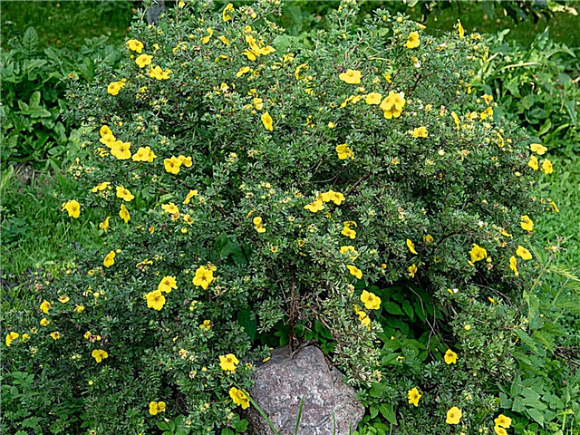 Soin des plantes Potentilla: Conseils pour la culture de l'arbuste Potentilla