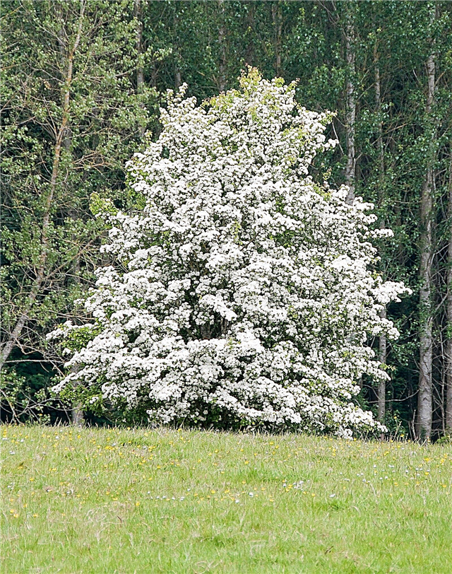 Arten von Weißdornbäumen: Wie man Weißdorn in der Landschaft züchtet