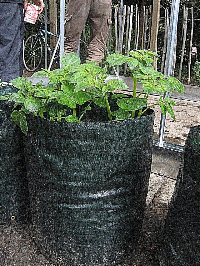 ジャガイモの袋を育てる：袋に入れてジャガイモを栽培するためのヒント
