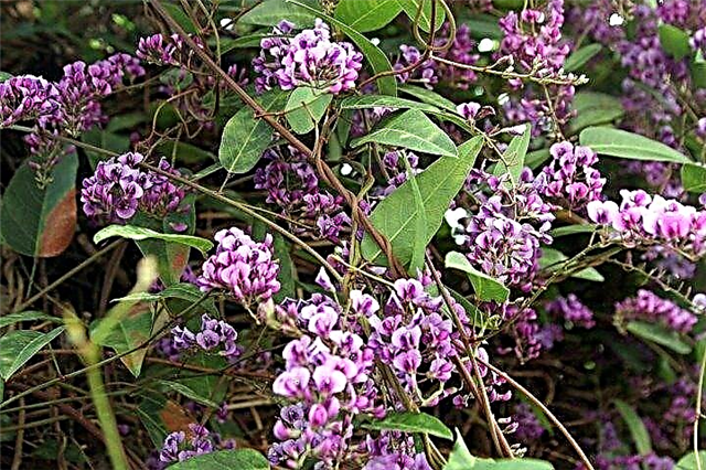 Coral Pea Plant Care: Hoe Hardenbergia Coral Pea te laten groeien