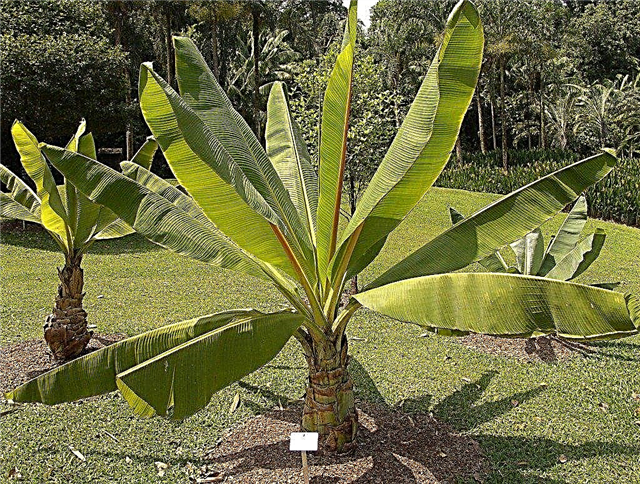 Kas yra melagingas bananas: Informacija apie melagingus bananų augalus „Ensete“