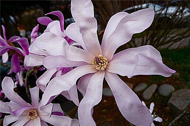 スターマグノリアの花を楽しむ：スターマグノリアの木のお手入れ
