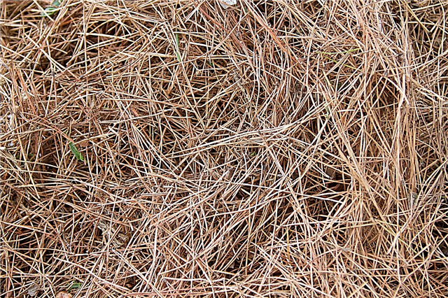 Çam İğnelerinin Kompostlanması: Çam İğnelerinin Kompostlanması